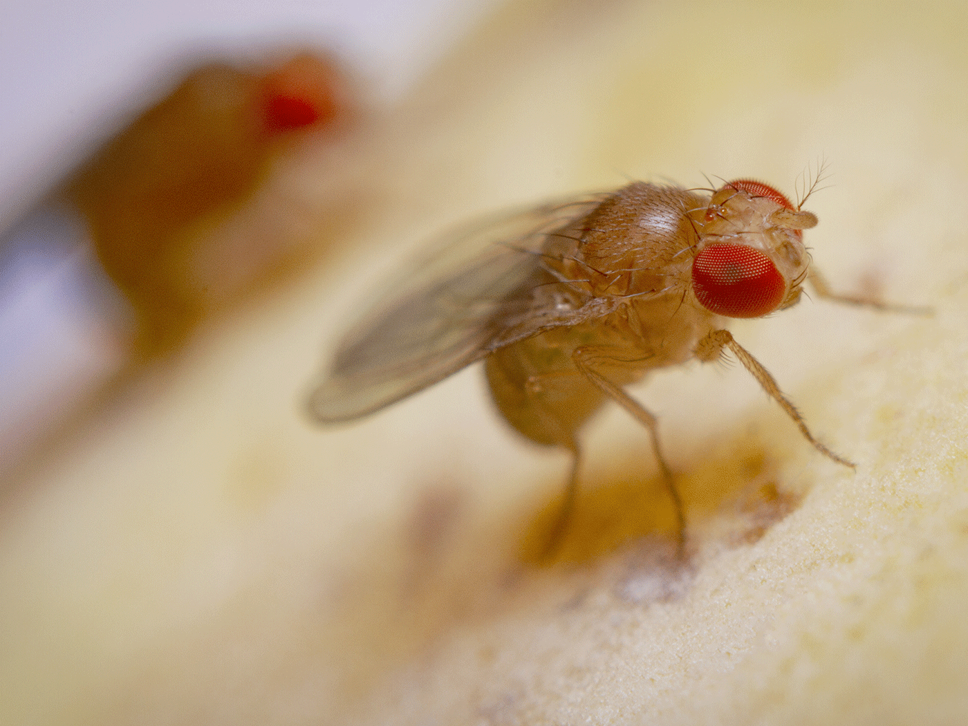 "Adaptive Tracking" in Seasonal Fruit Fly Populations The Institute